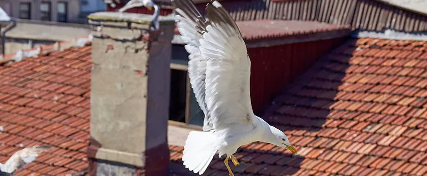 Residential Chimney Animal Removal Solution in Little Rock, AR