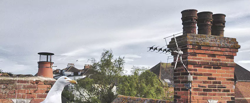 Chimney Cleaning And Restoration in Little Rock, Arkansas